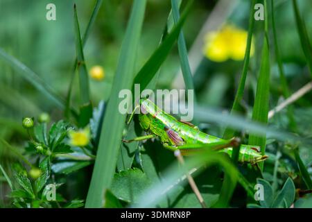 Grasshopper si siede tranquillamente nell'erba lussureggiante mentre il sole splende. La natura è abbondante con il verde sullo sfondo. Foto Stock