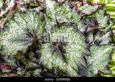 Primo piano di begonia rex, il re begonia, begonia a foglie fantasiose o begonia a foglie dipinte. Foto Stock