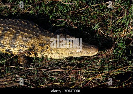 Parco nazionale del Chobe. Coccodrillo del Nilo (Crocodylus niloticus) appoggiato sulla riva del fiume. Kasane, deserto del Kalahari, Botswana. Foto Stock