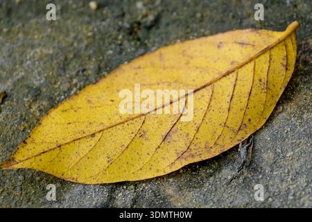 Primo piano di una brillante foglia d'autunno gialla su un marciapiede grigio Foto Stock