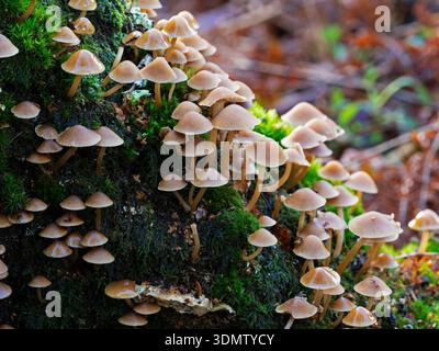 Ceppo comune gambo psathyrella piluliformis massa crescente su ceppo di quercia in putrefazione, New Forest National Park, Hampshire, Inghilterra, Regno Unito, ottobre 2023 Foto Stock