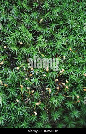 Cappello per capelli in banca muschio Polytrichum formosum Foto Stock