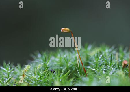 Cappello per capelli in banca muschio Polytrichum formosum Foto Stock