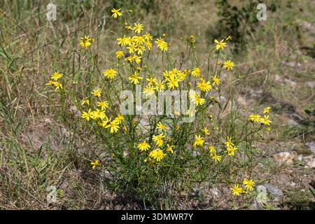 Schmalblättriges Greiskraut, Schmalblättriges Kreuzkraut, Südafrikanisches Greiskraut, Senecio inaequidens, Senecio mieianus, Senecio vimineus, narr Foto Stock