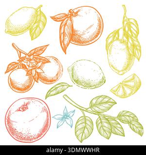 Set di limone, arancia, pompelmo, frutta tropicale al lime. Illustrazione vettoriale dello schizzo a colori disegnata a mano. Raccolta degli agrumi. eleme con design vintage isolato in citrico Illustrazione Vettoriale