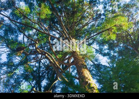 Pino alto nella foresta. Vista dall'alto dell'albero. Foto Stock