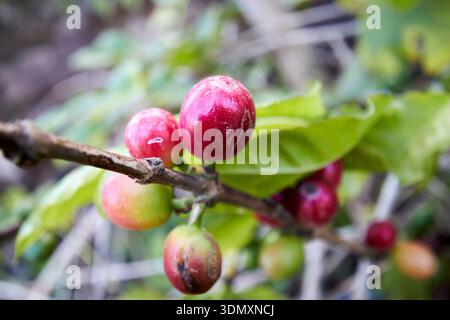 chicchi di caffè arabica rossi e verdi coltivati su piante agaete, gran canaria, isole canarie, spagna Foto Stock
