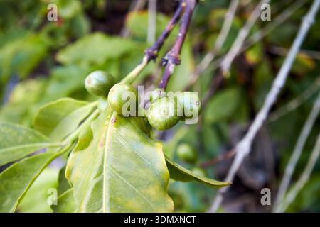 chicchi di caffè arabica verdi coltivati su piante agaete, gran canaria, isole canarie, spagna Foto Stock