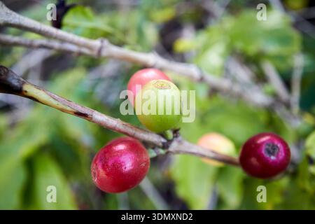 chicchi di caffè arabica rossi e verdi coltivati su piante agaete, gran canaria, isole canarie, spagna Foto Stock