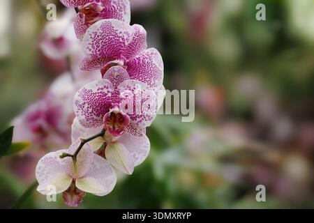 Orchidea macchiata rosa da vicino nel giardino botanico Foto Stock