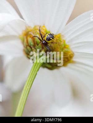 Un vibrante ragno napoleonico, Synema globosum, poggia su un fiore bianco, che mostra il suo caratteristico motivo giallo e nero mentre si fonde con il naturale Foto Stock