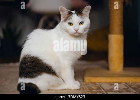 Un gatto domestico sereno bianco e tabby si siede attentamente accanto a un palo graffiante, emettendo un'aria di calma. I suoi occhi verdi si concentrano intensamente, creando un pisello Foto Stock
