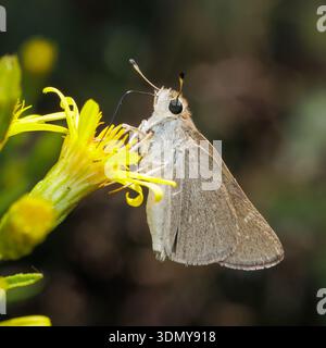 Primo piano di una farfalla Gegenes Nostrodamus o skipper mediterraneo, delicatamente arroccata su un vivace fiore giallo, che mostra la sua intricata ala pa Foto Stock
