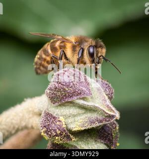 Un primo piano di un'API mellifera, comunemente nota come un'ape a miele, che raccoglie meticolosamente il nettare da un vivace fiore di lavanda, evidenziandone il ruolo Foto Stock