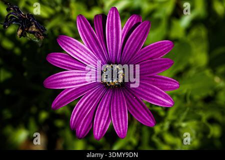 Dimorphotheca ecklonis, conosciuta anche come Cape Marguerite, African daisy, Van Staden's River daisy, Sundays River daisy e White daisy Bush. Foto Stock