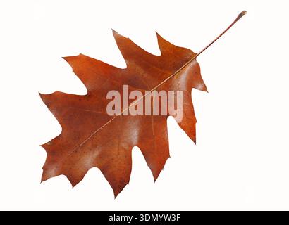 Autunno foglie di quercia isolati su sfondo bianco Foto Stock