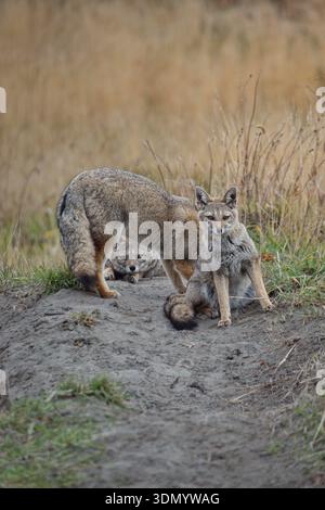 Famiglia di volpi grigie di chilla (Lycalopex gymnocercus) in posa nella Terra del fuoco, Argentina Foto Stock