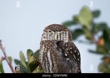 Primo piano ritratto di un gufo di Pigmeo Glaucidium nana Austral con occhi gialli Foto Stock