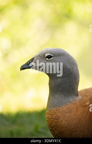 Primo piano ritratto di un'oca con testa di Ashy (Chloephaga poliocephala) Foto Stock