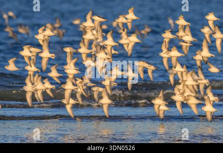Uno stormo di cicatrici (Calidris alba) che volano sulla costa oceanica durante la migrazione, Galveston, Texas, Stati Uniti. Foto Stock