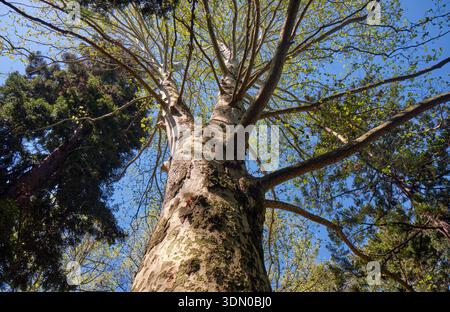 La vista verso l'alto lungo il potente tronco del piano orientale (Platanus orientalis) fino alla corona con foglie giovani in primavera. Arboreto di Sochi. Sochi. Krasnod Foto Stock