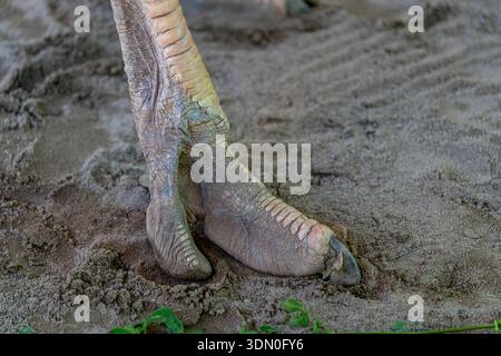 Primo piano di struzzi Struthio camelus piede in piedi su terreno sabbioso esotico uccello di fattoria dettaglio anatomico della fauna selvatica Foto Stock