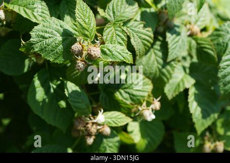 planta de frambuesa con su fruto verde Foto Stock