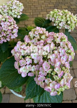 Hydrangea macrophylla ayesha. Delicato sfondo rosa floreale hortensia. Fiori viola, bianchi e rosa Foto Stock