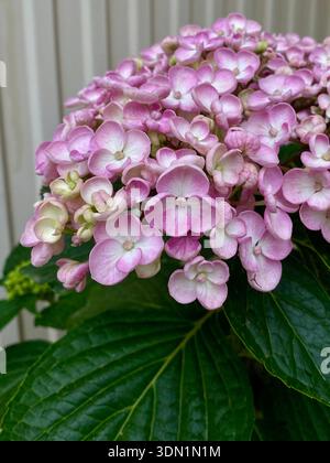 Hydrangea macrophylla ayesha. Delicato sfondo rosa floreale hortensia. Fiori viola, bianchi e rosa Foto Stock