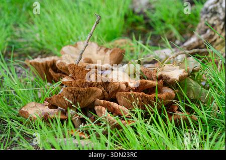 Funghi funghi al miele (Armillaria) che crescono in un grande ammasso su un ceppo d'albero in decomposizione nell'erba, nel Regno Unito. Foto Stock