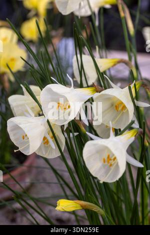 Narcissus 'Spoirot' Foto Stock