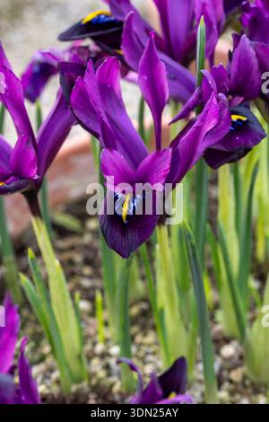 Iris reticulata " George' Foto Stock