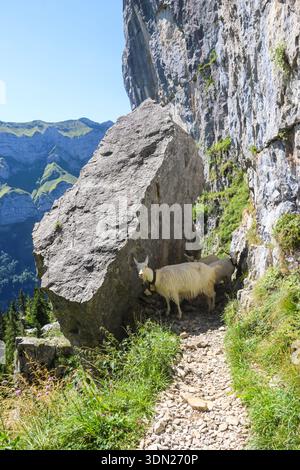 Capre bianche al pascolo delle campane nelle Alpi svizzere, vicino a Appenzell, nella catena montuosa Alpstein, Ebenalp, Svizzera Foto Stock