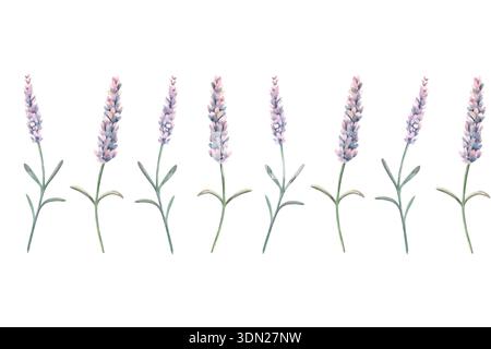Confine con la provenza e fiori di lavanda. Illustrazione botanica ad acquerello dipinta a mano isolata su bianco per stampa, imballaggio, cancelleria Foto Stock