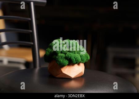 Una piccola decorazione di piante verdi poggia su una sedia nera in un ambiente poco luminoso. La pianta ha una forma rotonda e una superficie ruvida. Foto Stock