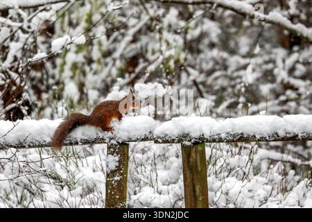 Scoiattolo in fuga - scoiattolo rosso che brulica su un binario innevato. Center Parcs, Lake District, Cumbria, Regno Unito Foto Stock