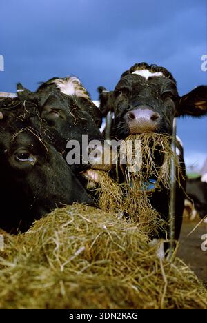 Le mucche da latte che mungono di latte mangiano insilato/fieno rotondo da un alimentatore. Bestiame bianco e nero frisone Holstein. Foto Stock