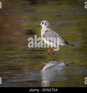 Gull dalla testa nera nel suo piumaggio invernale. Uccelli allo Stover Country Park Foto Stock