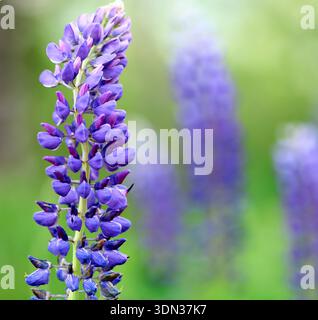 Lupin Foto Stock