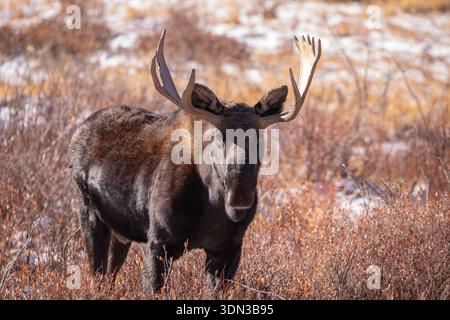 Un alce toro del Colorado si trova nei salici durante l'autunno. Foto Stock