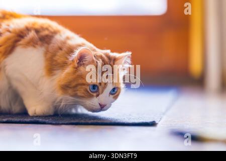 Odin Newman viene catturato dalla calda luce dorata mentre si prepara a muoversi verso il suo giocattolo sul pavimento. Foto Stock