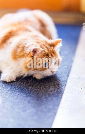 Uno scatto ravvicinato di Odin Newman accovacciato su un tappeto blu, i suoi occhi blu si sono bloccati su un bersaglio appena fuori dall'inquadratura. Foto Stock