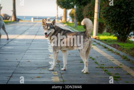 Cane con collare seduto su una superficie pavimentata in un ambiente urbano Foto Stock