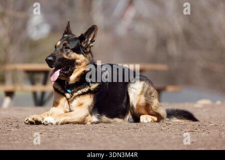 Un pastore tedesco si trova comodamente in una giornata di sole in un parco con un tavolo da picnic sullo sfondo. Foto Stock
