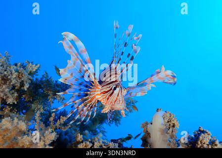 Pterois Miles, Devil Firefish, Mar Rosso, Egitto Foto Stock