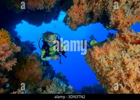 Immersioni subacquee a Reef Crevice con coralli morbidi, Brother Islands, Brothers, Mar Rosso, Egitto, Africa Foto Stock