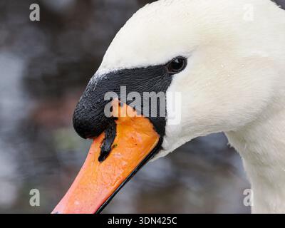 Cigno muto (Cygnus olor), primo piano della testa e becco arancione brillante con prominente manopola nera, Regno Unito Foto Stock