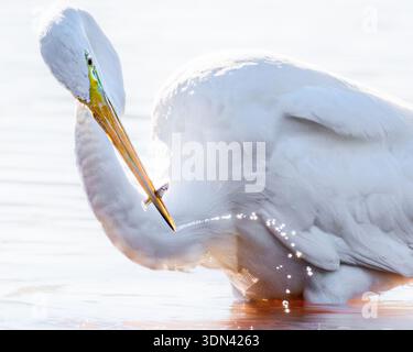 Grande egret Ardea alba pesca e caccia nel Parco Nazionale delle Everglades in Florida - avvistamento di uccelli che catturano la fauna selvatica delle zone umide delle prede e comportamento alimentare Foto Stock
