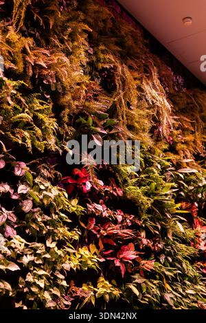 Un muro coperto da diversi tipi di piante può essere visto in un edificio moderno. Le piante sono disposte a strati e presentano una varietà di colori e. Foto Stock
