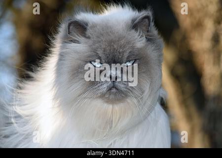 Scontroso ritratto di gatto persiano dagli occhi blu e soffice con morbida pelliccia grigia in una luce esterna soffusa Foto Stock